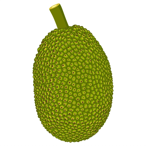 Jackfruit Classroom Fruit Transparent Sticker